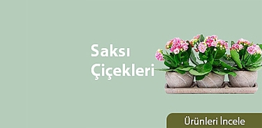 Saksı Çiçekleri