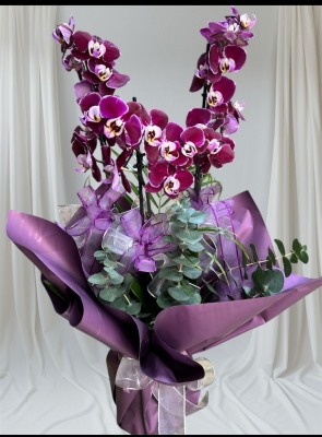 Çift Dal Desenli Orkide